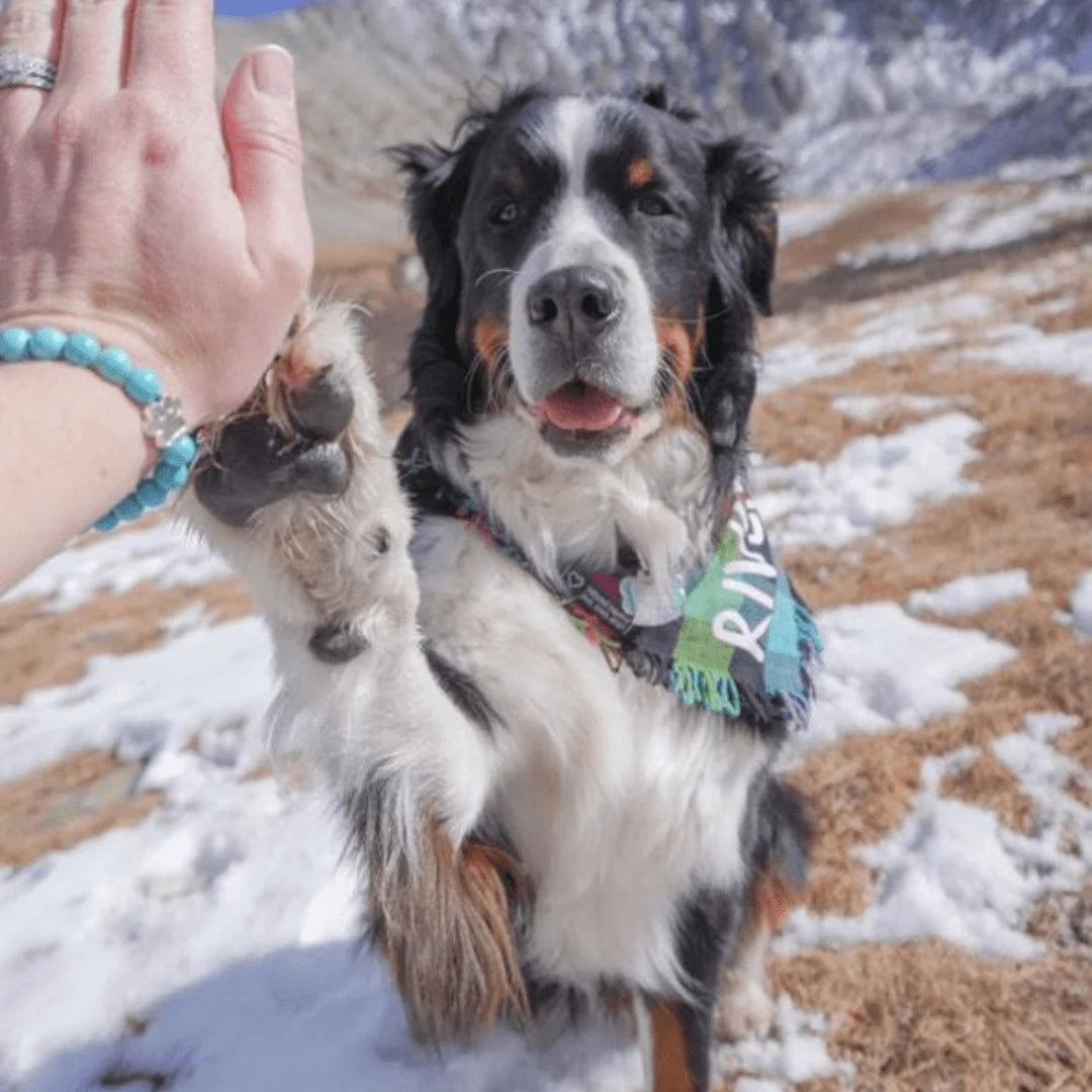 SAVE ALL DOGS Bracelet
